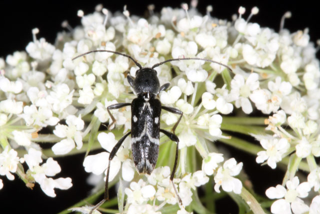 Chlorophorus sartor - Copyright Denis Bourgeois